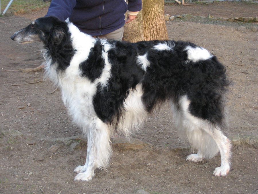 48Zwartkopf