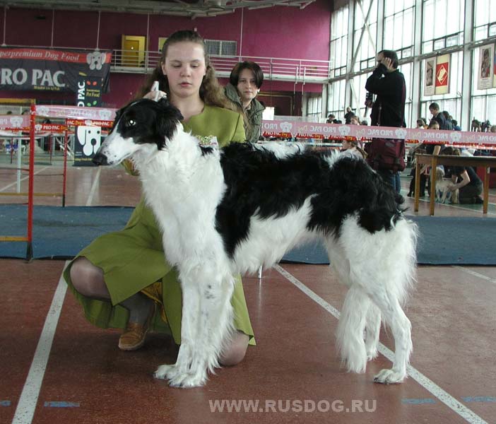 Leicros Russian Zolka Zara