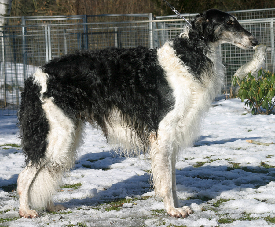 Leicros Russian Zwartkopf