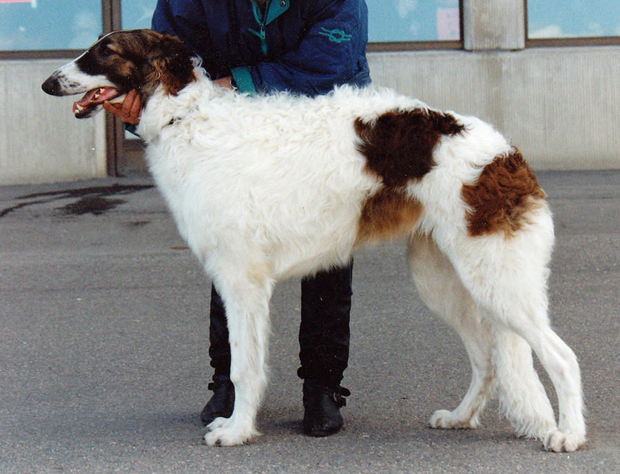 Zastje Maljenkij ung